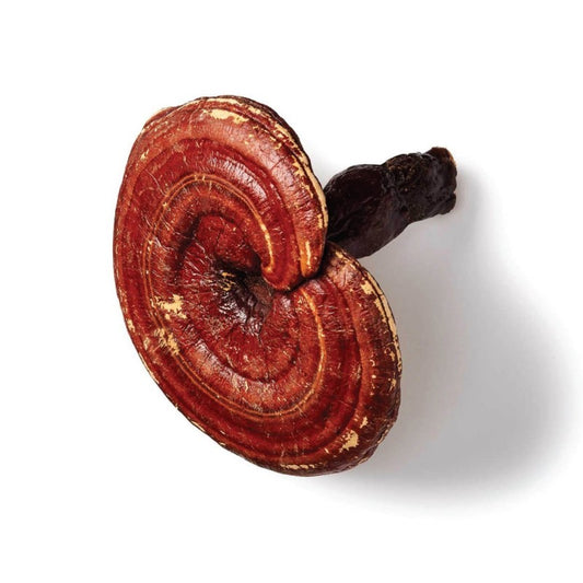 Maisto papildas Organic Reishi