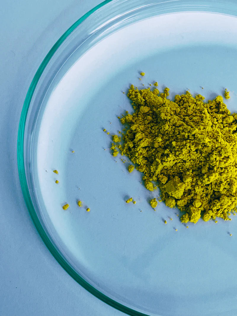 Close-up of fine yellow-green Quercetin powder texture in petri dish