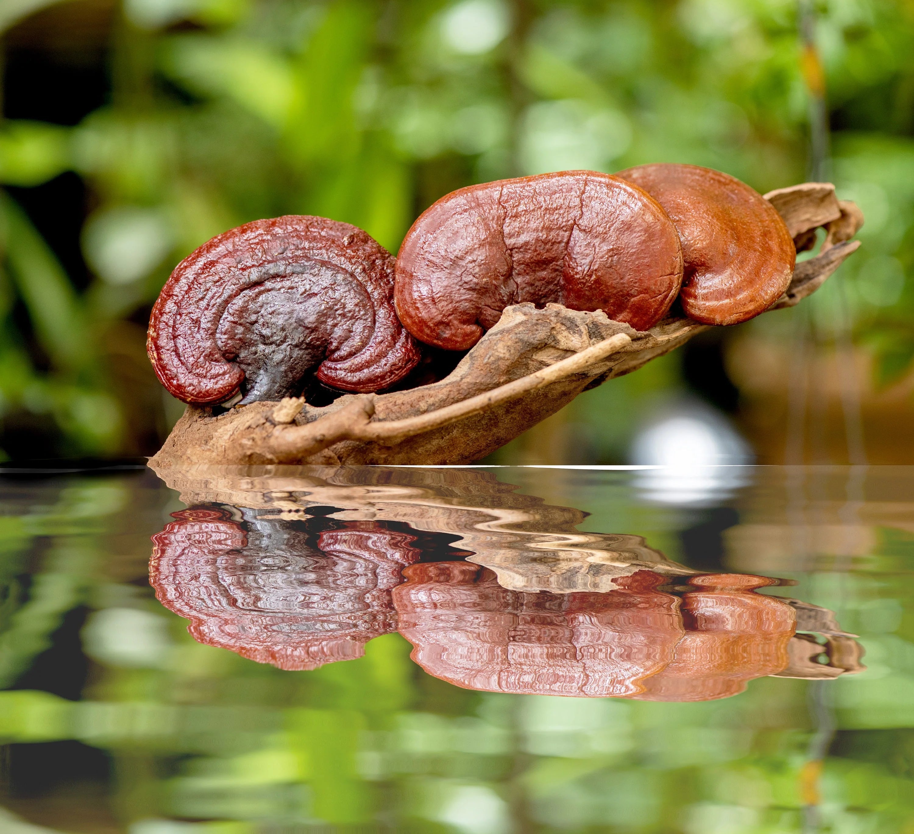 Ekologiškos Reishi kapsulės (Maisto papildas)