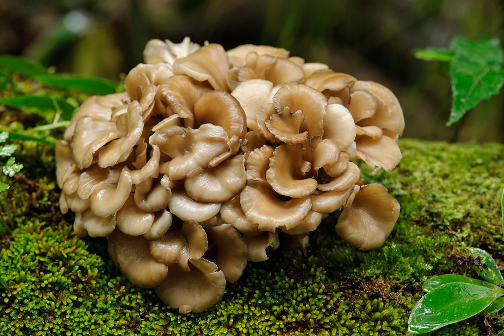  Ekologiškos Maitake kapsulės (Maisto papildas)