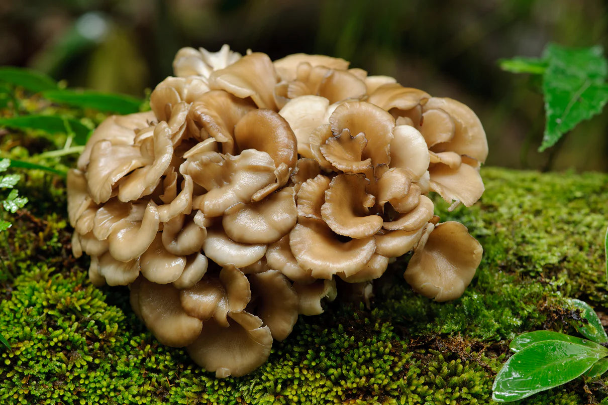  Ekologiškos Maitake kapsulės (Maisto papildas)